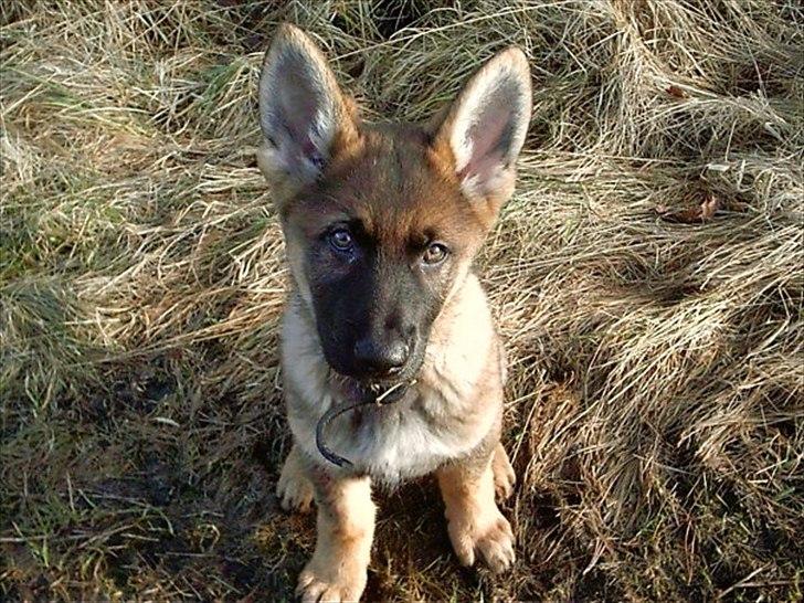 Schæferhund Zacho R.I.P billede 2