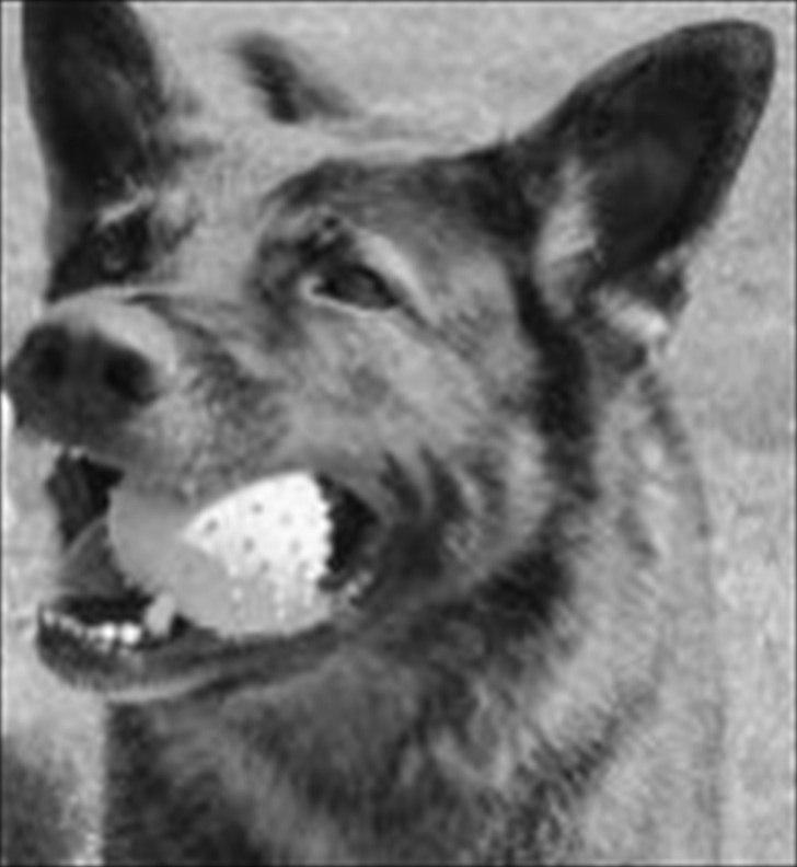 Schæferhund Zacho R.I.P billede 8