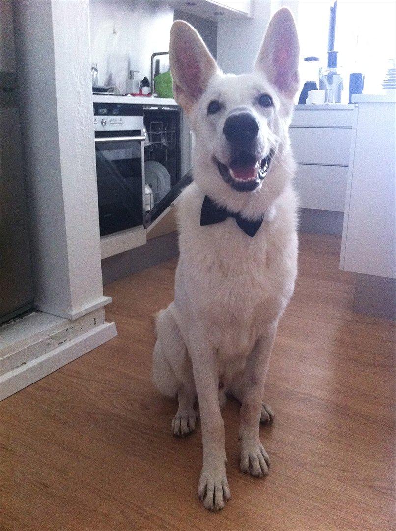 Hvid schæfer Cato - Nytårshund! billede 2