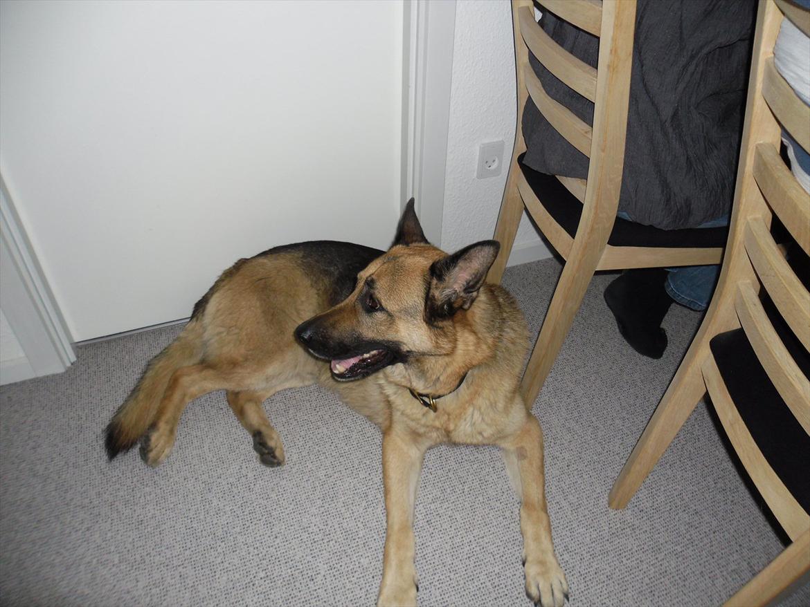 Schæferhund Nemo - Hjemme hos farmor:) billede 6