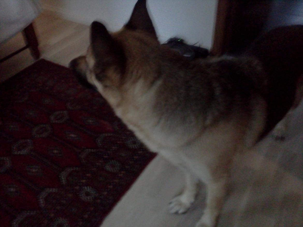 Schæferhund Nemo - Har ikk tid:P billede 7