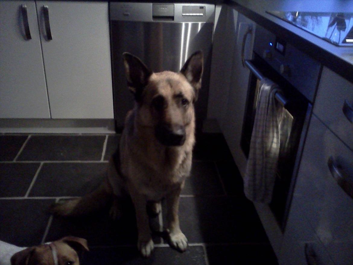 Schæferhund Nemo - Apelsin:D billede 8