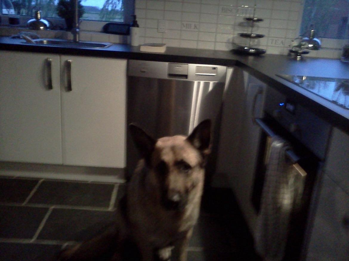 Schæferhund Nemo - Er træt Godnat håber i kunne lide billederne:) Læg gerne en komentar:) billede 9