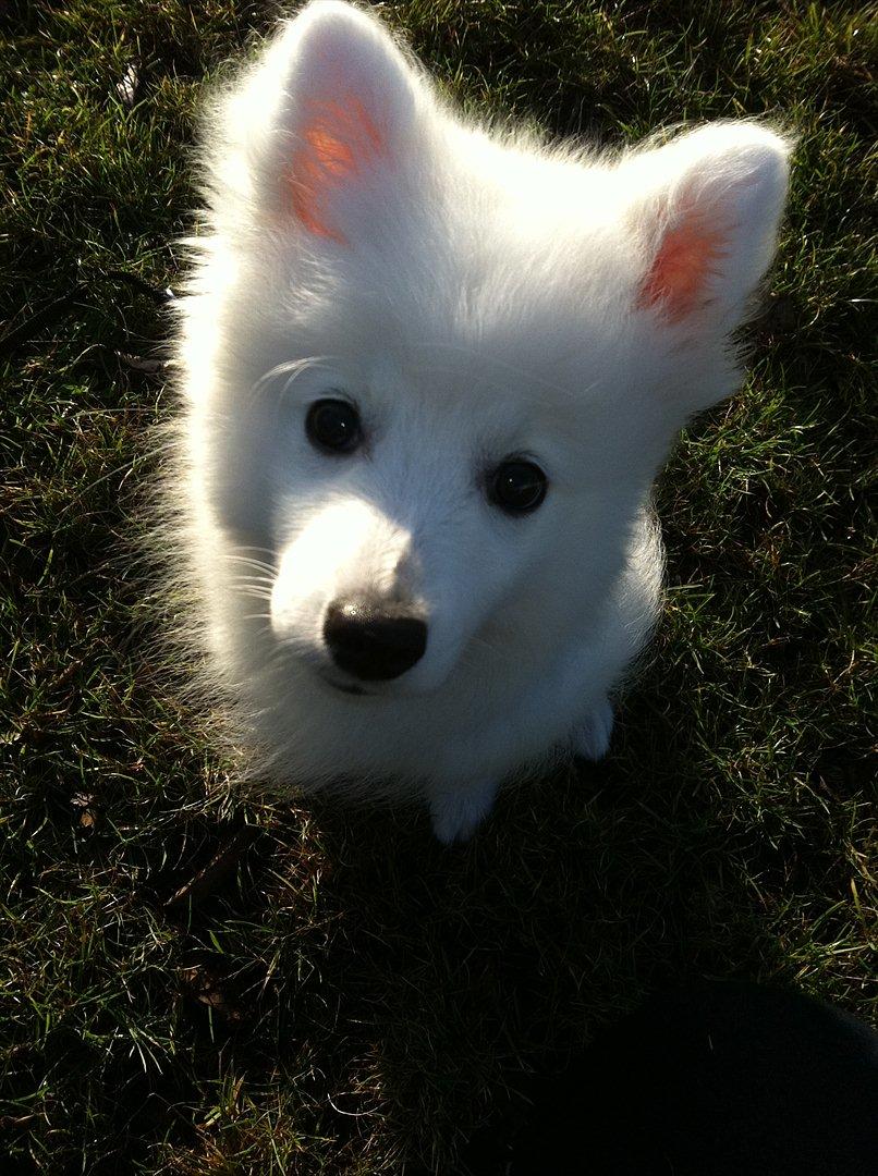 Japansk spids Maggi billede 1