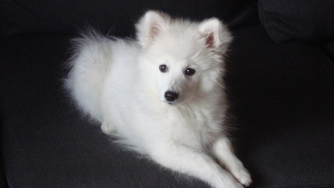 Japansk spids Maggi billede 2