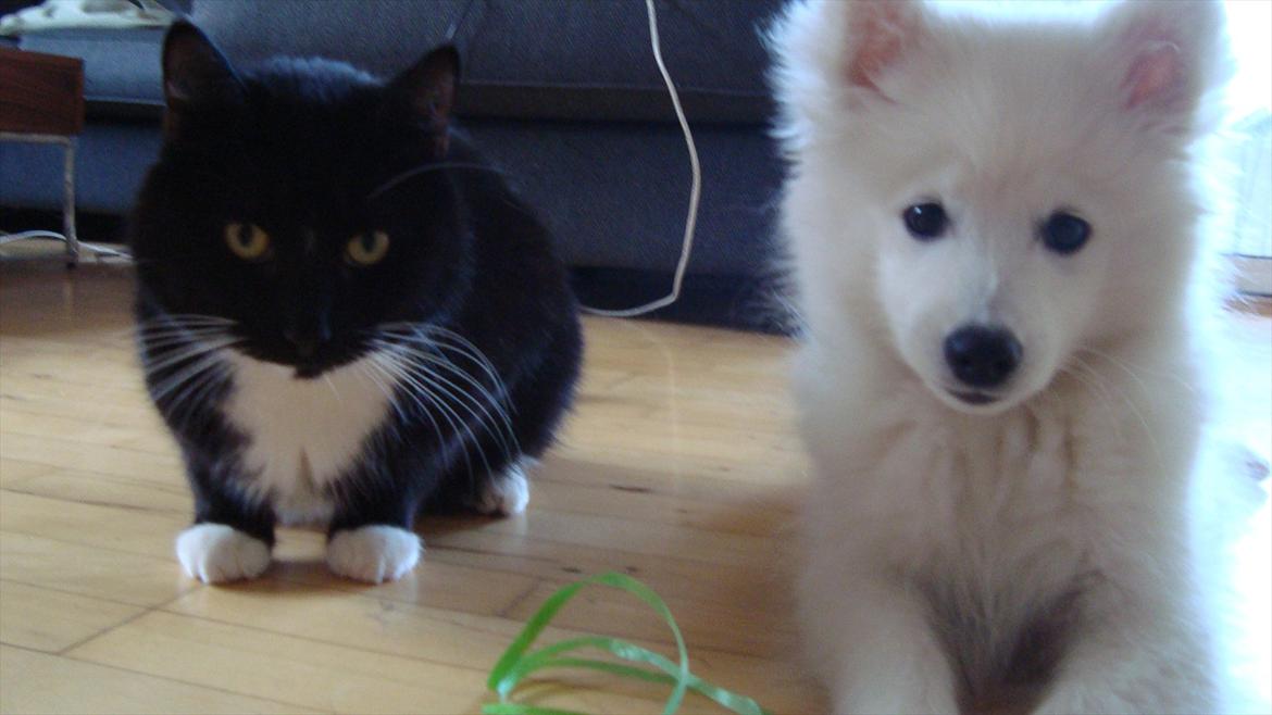 Japansk spids Maggi - Maggi med vores kat Mutchi billede 3
