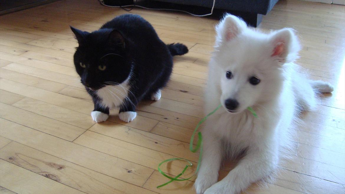 Japansk spids Maggi billede 4