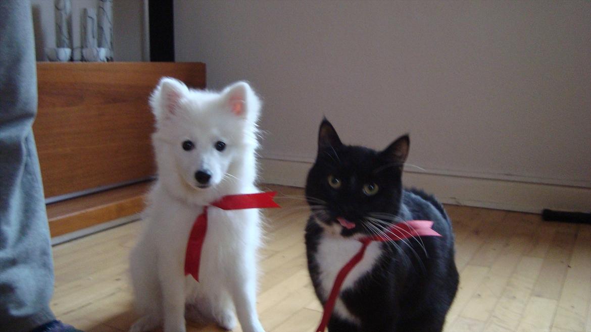 Japansk spids Maggi - Glædelig Jul billede 5