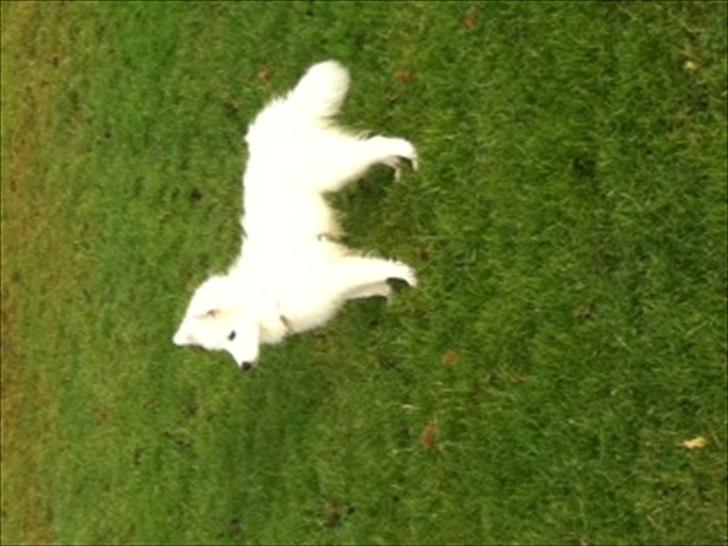 Japansk spids Maggi billede 6