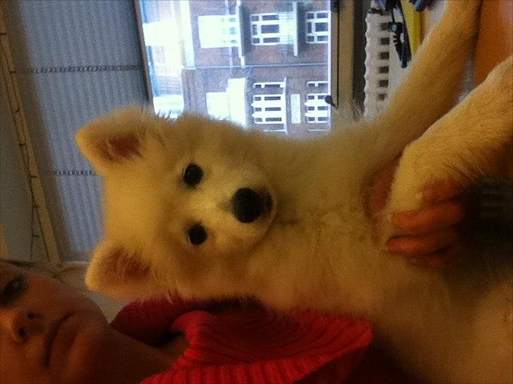 Japansk spids Maggi billede 7