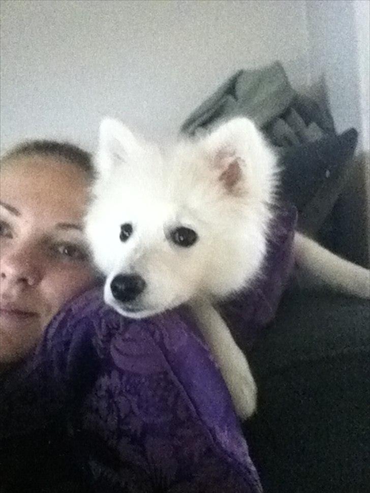 Japansk spids Maggi billede 8