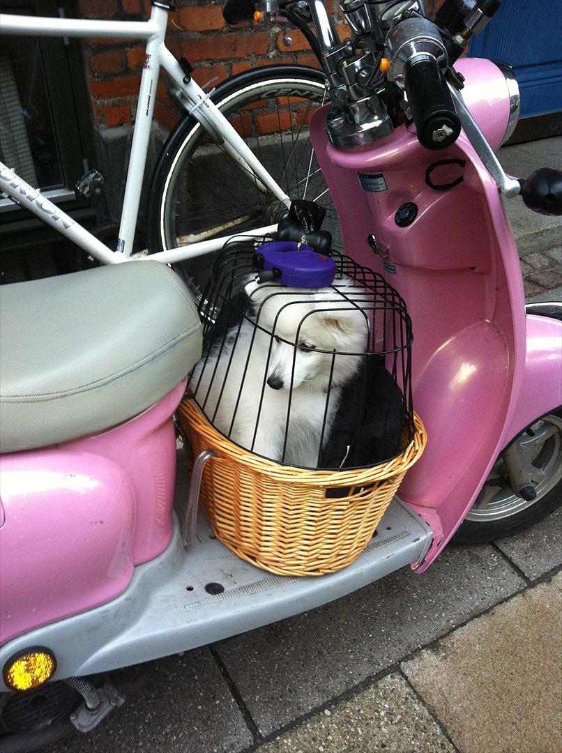 Japansk spids Maggi - Så er hun med på scooteren, og klar på nye eventyr :) billede 9