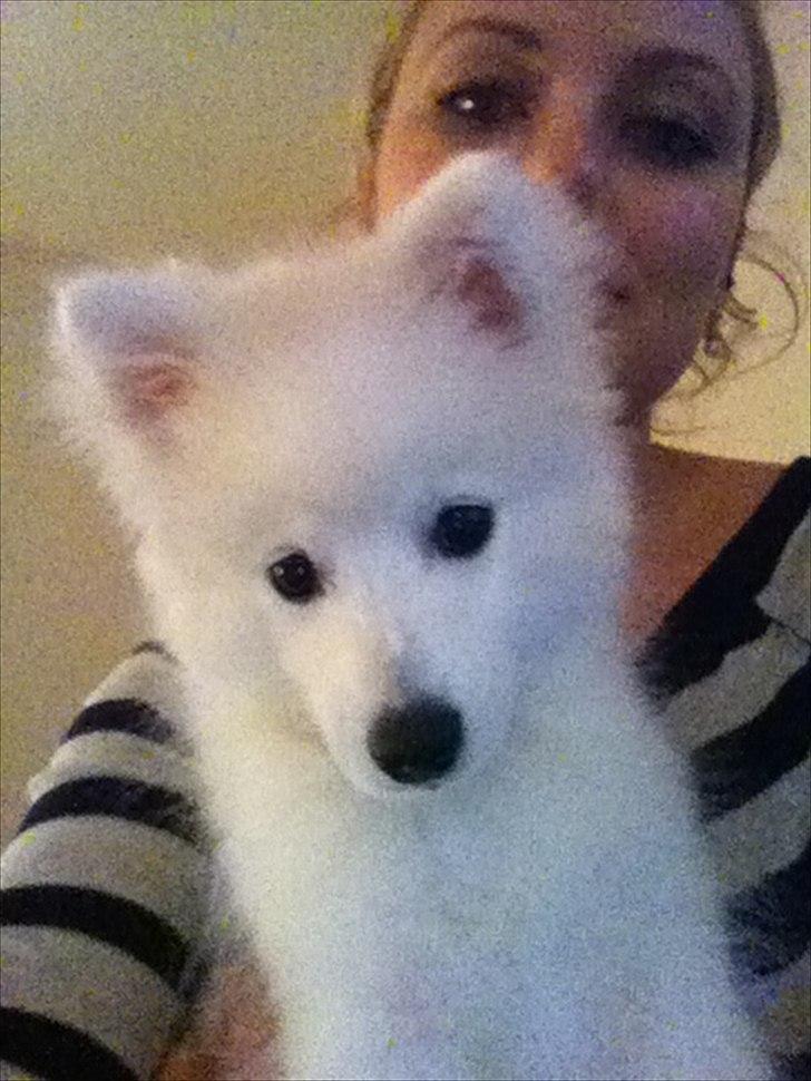 Japansk spids Maggi billede 10