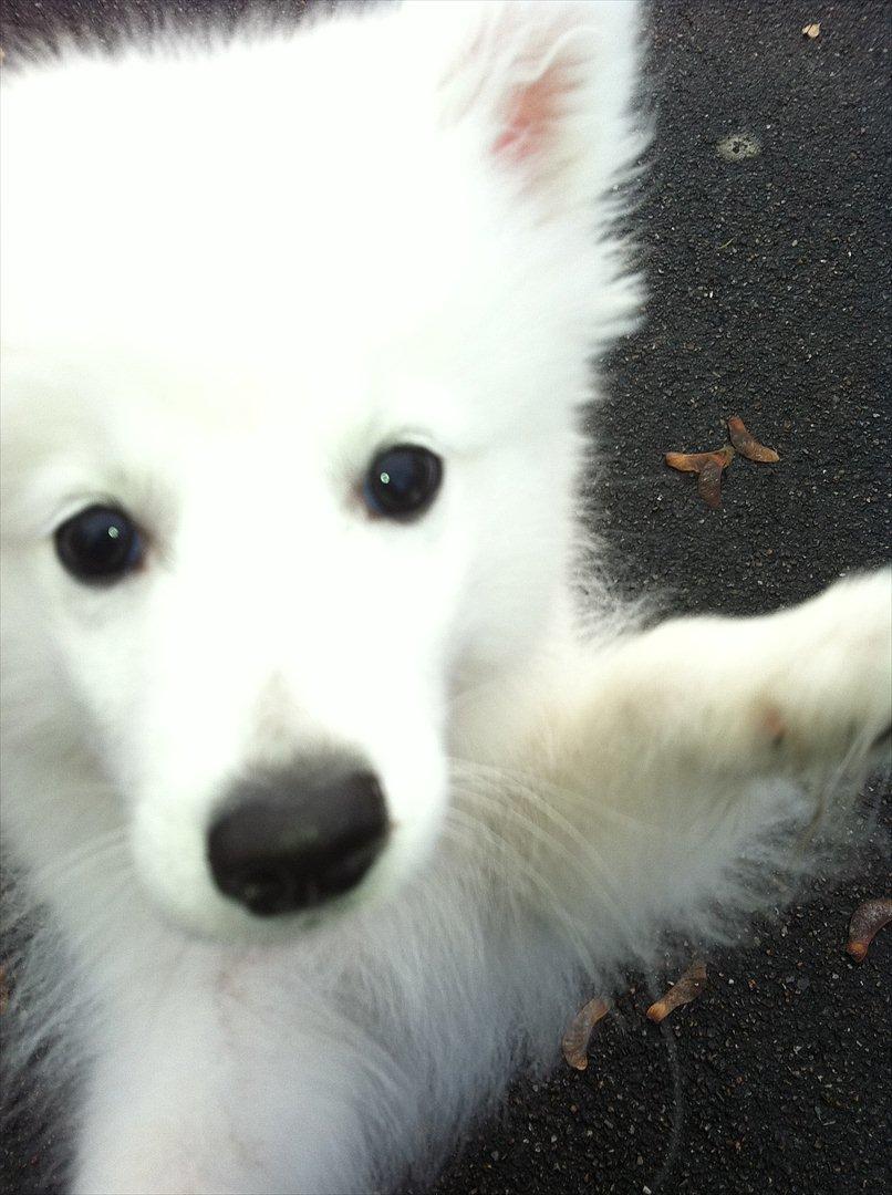 Japansk spids Maggi billede 11