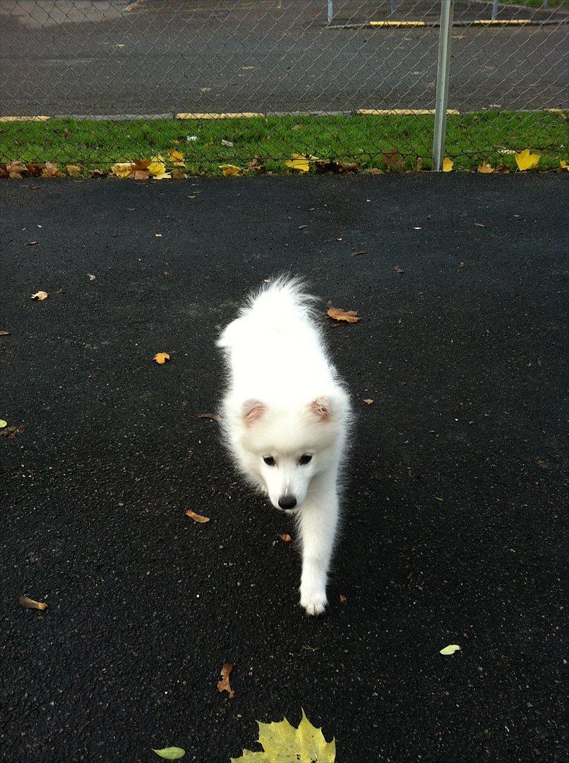 Japansk spids Maggi billede 12