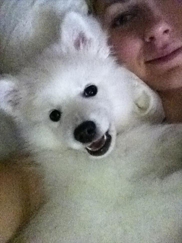 Japansk spids Maggi billede 13