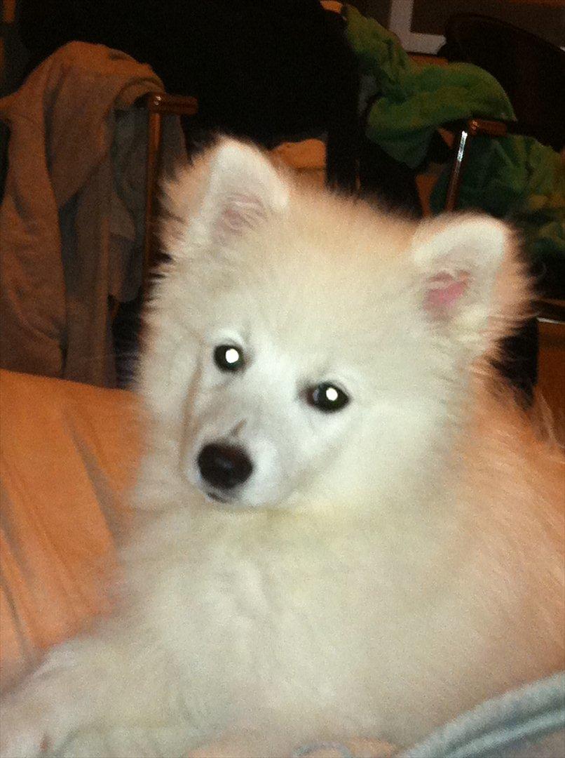 Japansk spids Maggi billede 14