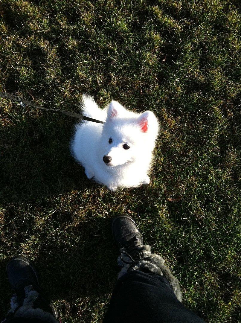 Japansk spids Maggi billede 15