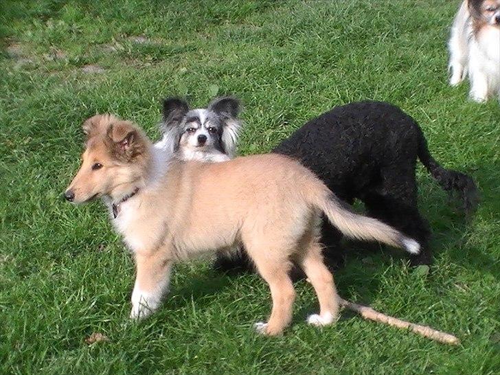 Collie langhåret Good girl {Himmel hund}  - Står sammen med muddi og maja
 billede 10