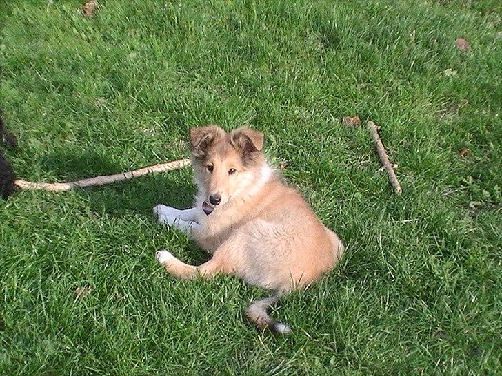 Collie langhåret Good girl {Himmel hund}  - Er jeg ikke sød(; såden som jeg ligger billede 11