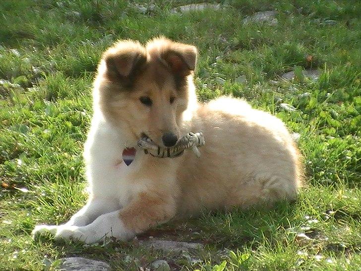 Collie langhåret Good girl {Himmel hund}  - Vil du lage? billede 12