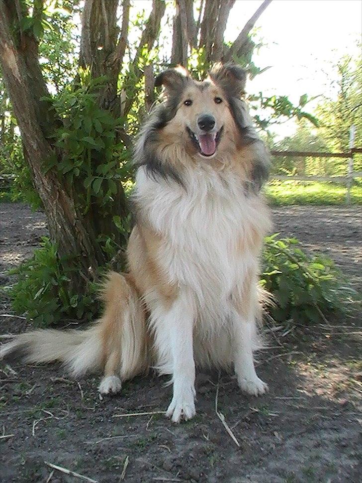 Collie langhåret Good girl {Himmel hund}  - Ude i folden billede 14