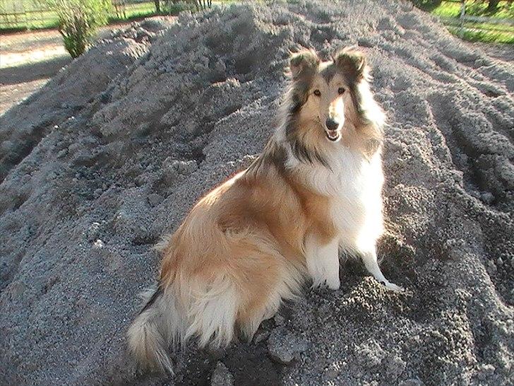 Collie langhåret Good girl {Himmel hund}  - Sidder i sand bunken inden den blev jevnet billede 15