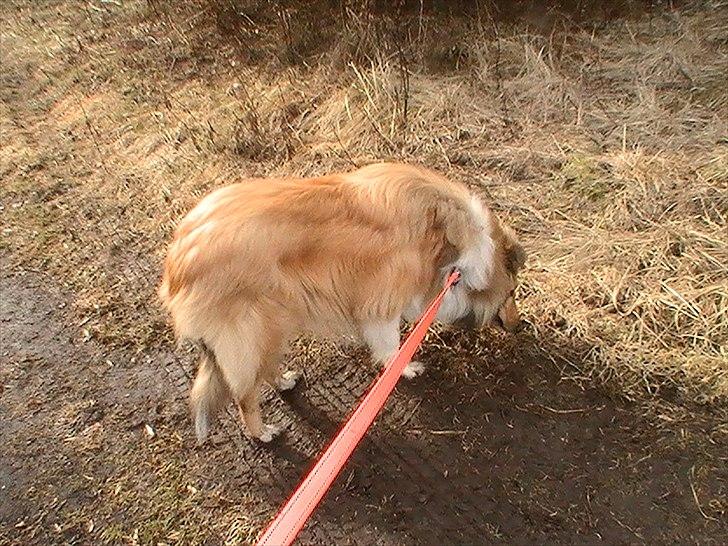 Collie langhåret Good girl {Himmel hund}  - En dejlig tur i efteråres skov,
og koldt billede 16