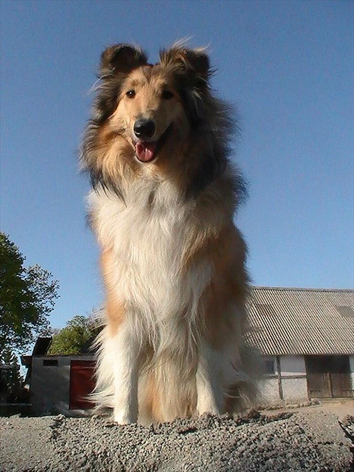 Collie langhåret Good girl {Himmel hund}  - Sidder igen, i bunken billede 17