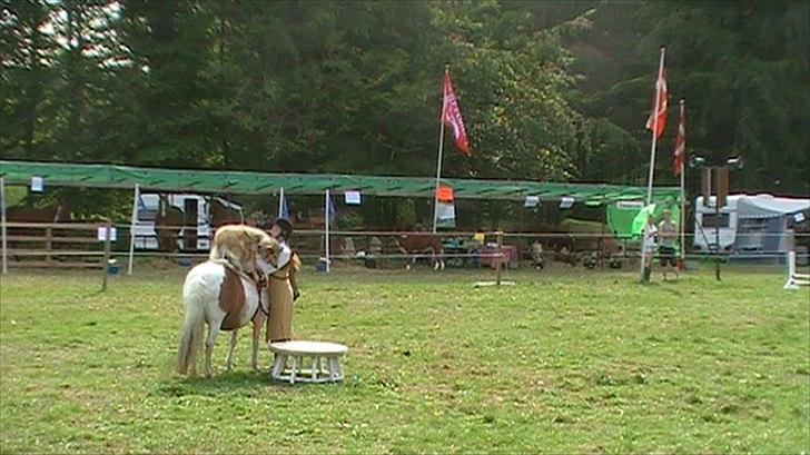 Collie langhåret Good girl {Himmel hund}  - Et show på bregentved, 
sidder oppe på min pony perle(; billede 19