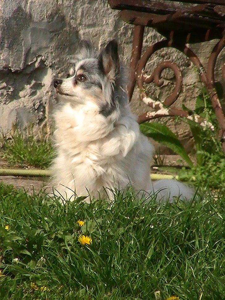 Papillon muddi billede 7