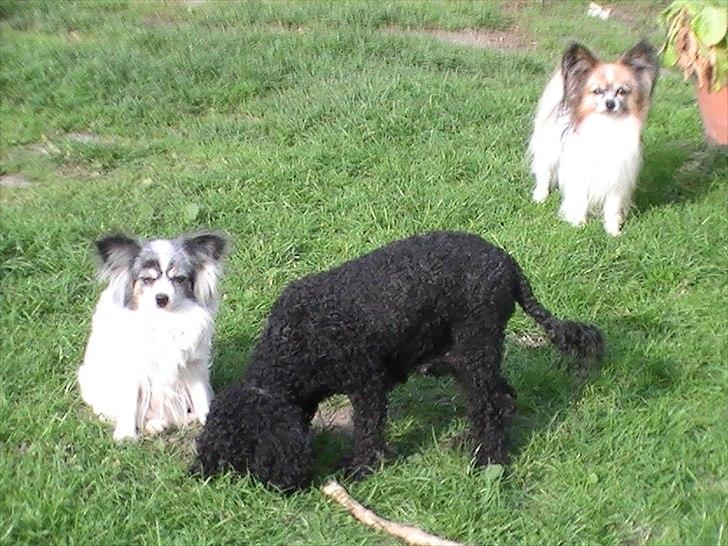 Papillon muddi billede 8