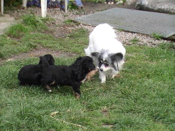 Papillon muddi billede 9