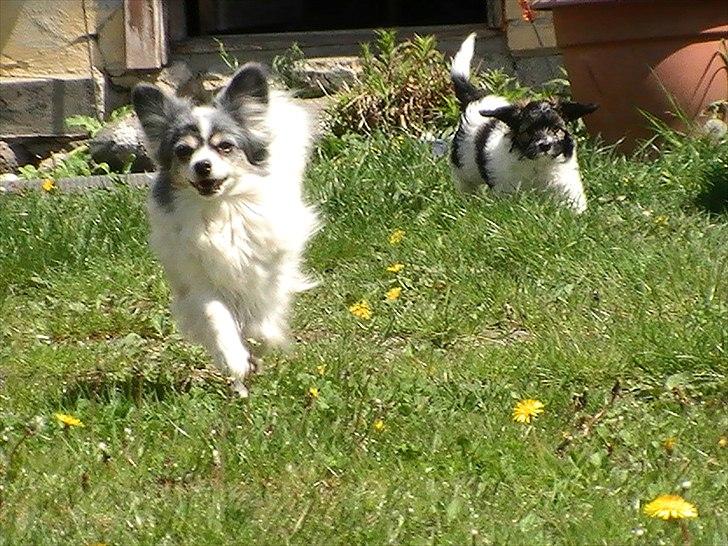 Papillon muddi billede 10