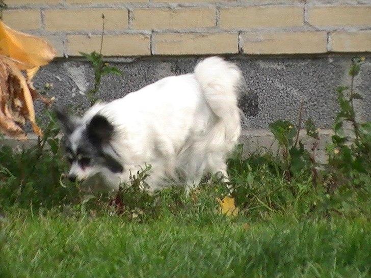 Papillon muddi billede 11