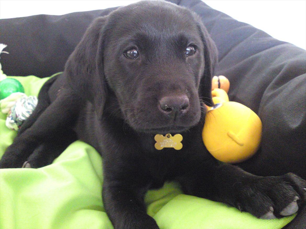 Labrador retriever MESSI billede 1