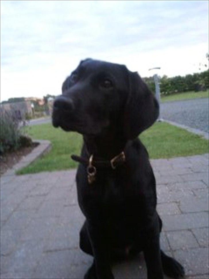 Labrador retriever MESSI billede 2