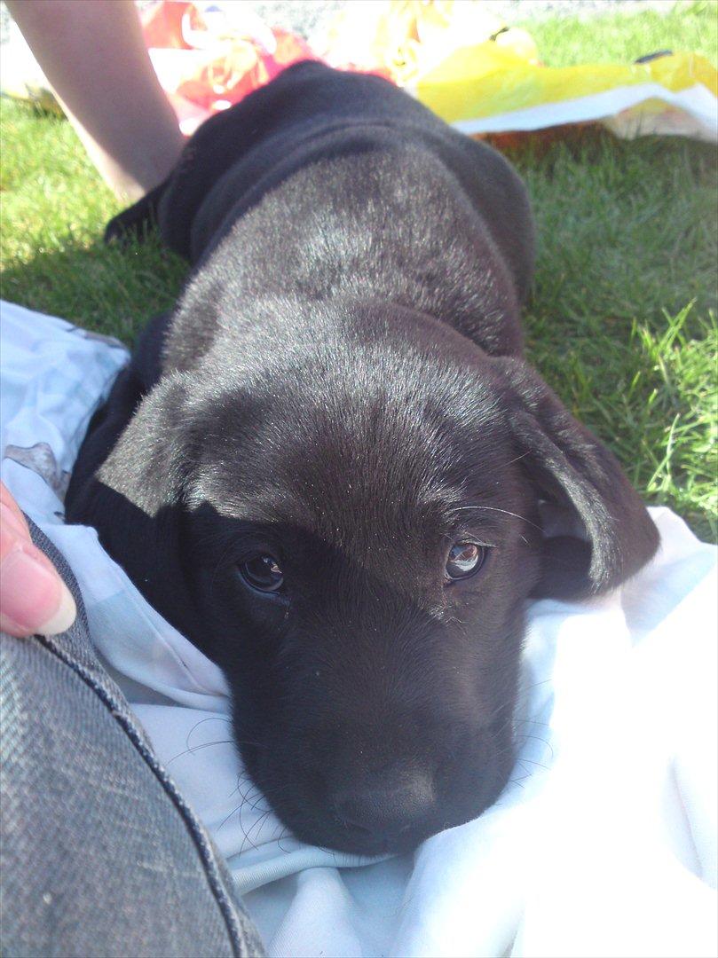 Labrador retriever MESSI billede 3