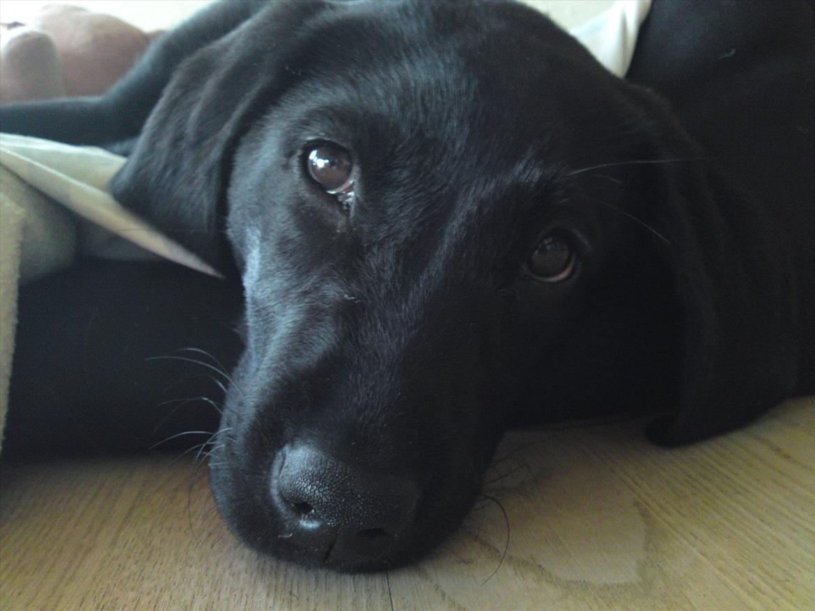 Labrador retriever MESSI billede 4