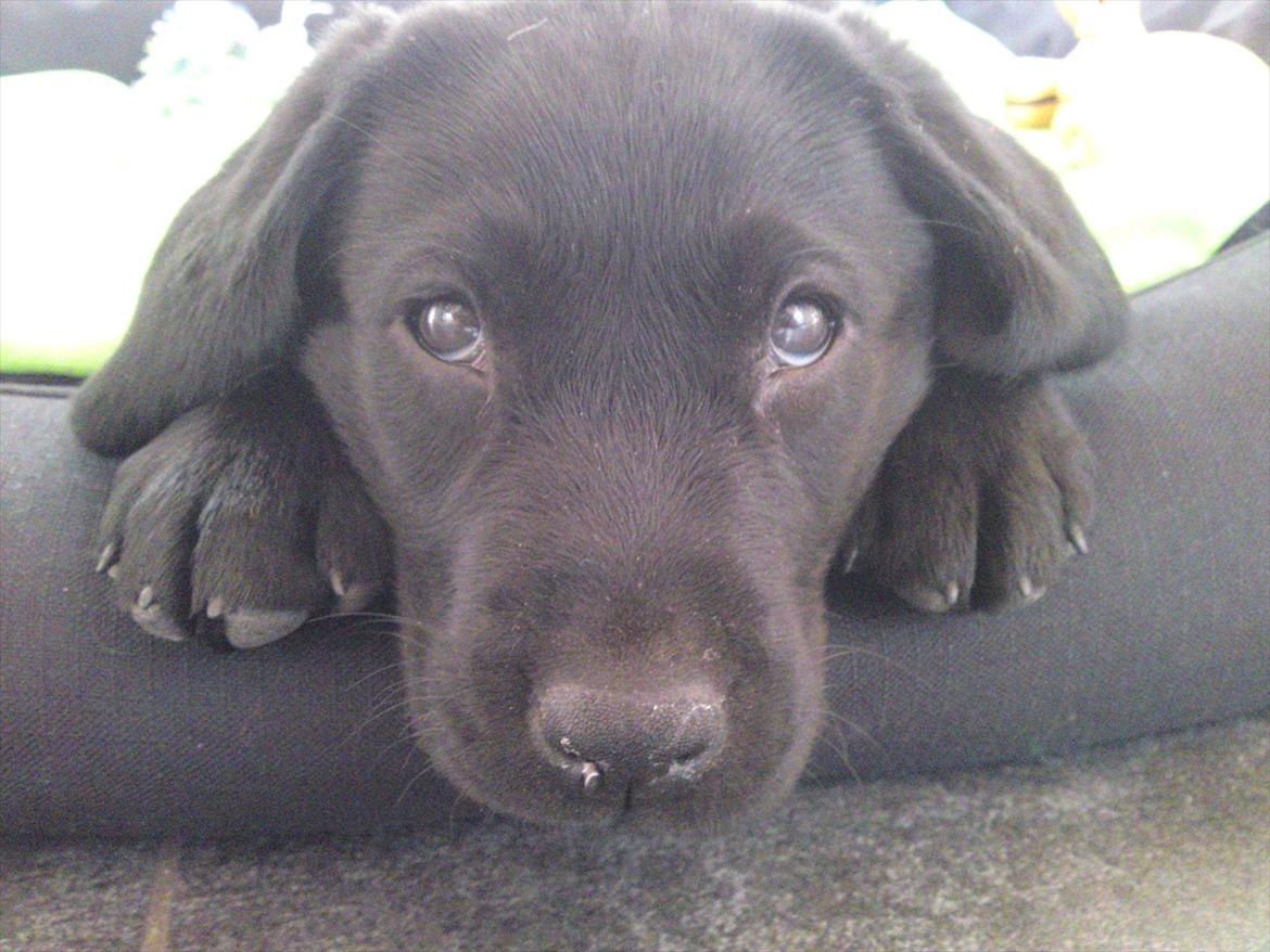 Labrador retriever MESSI billede 5