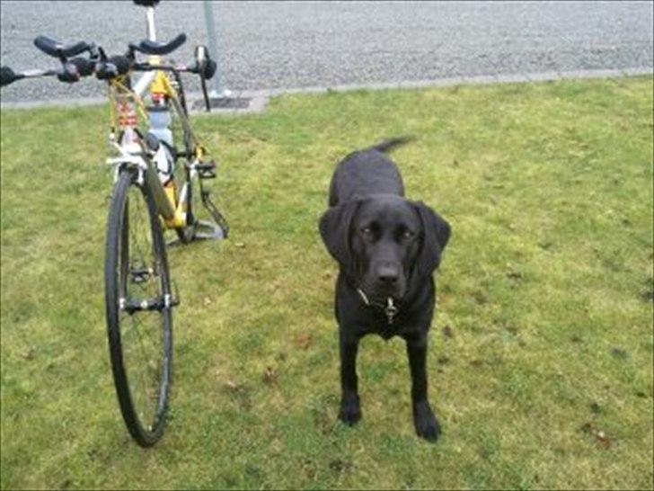 Labrador retriever MESSI billede 6