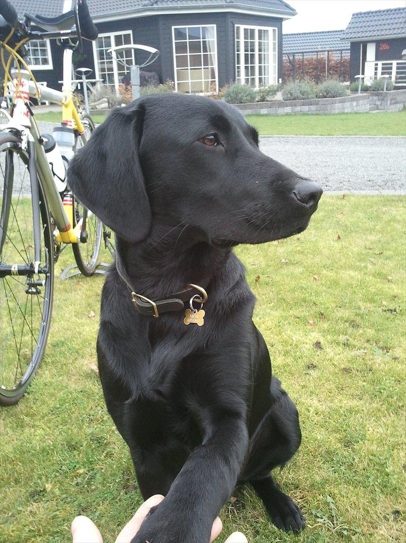 Labrador retriever MESSI billede 7