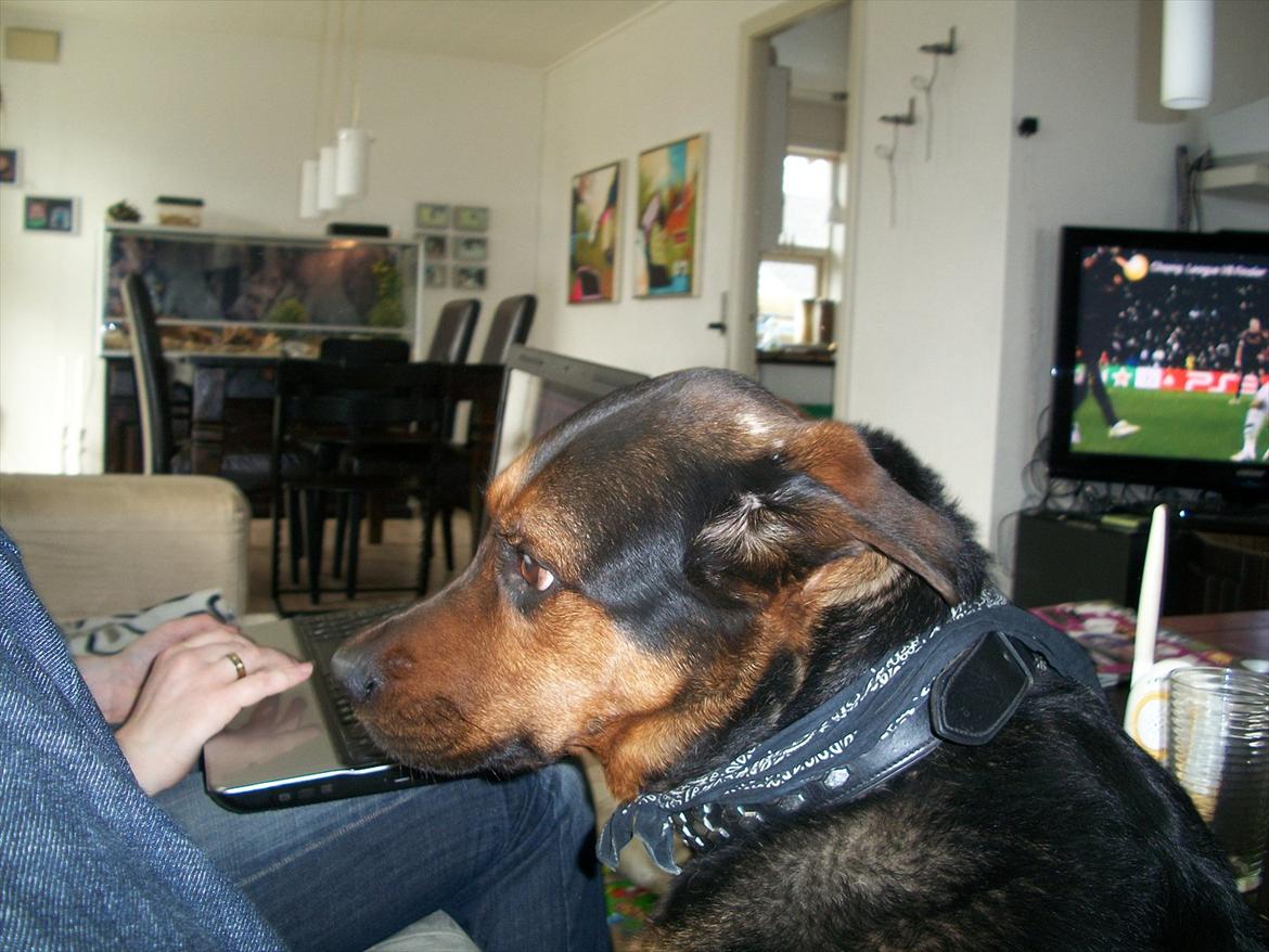 Blanding af racer TAYSON - 2011 billede 12