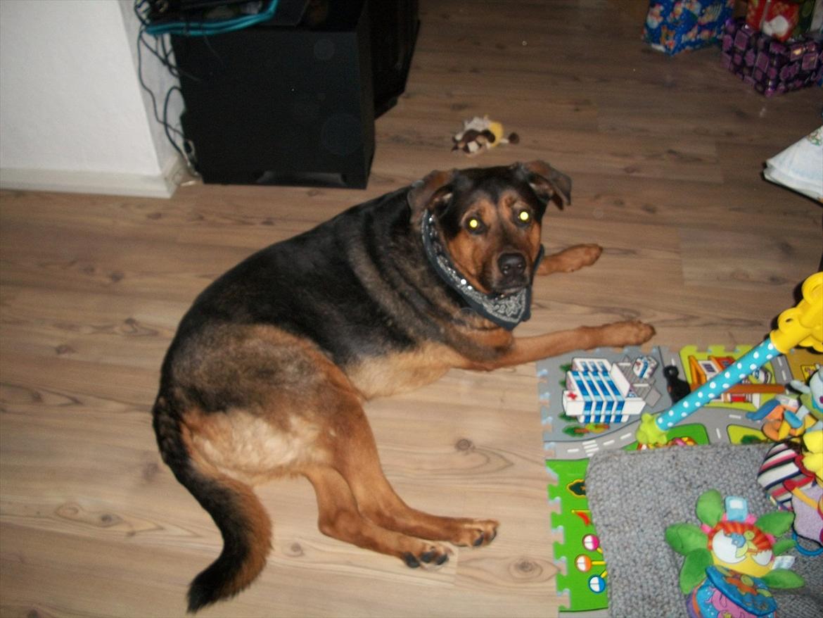 Blanding af racer TAYSON - 2011 billede 13