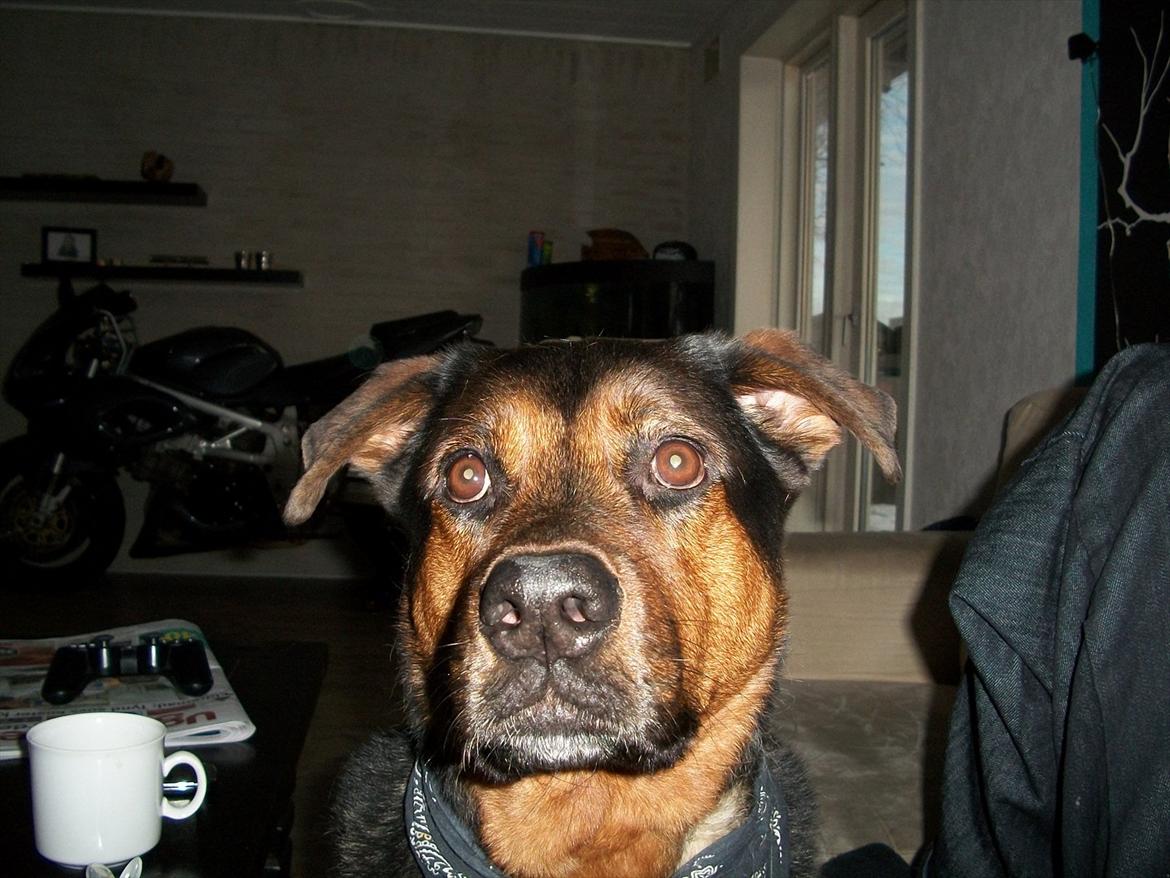 Blanding af racer TAYSON - 2011 billede 14