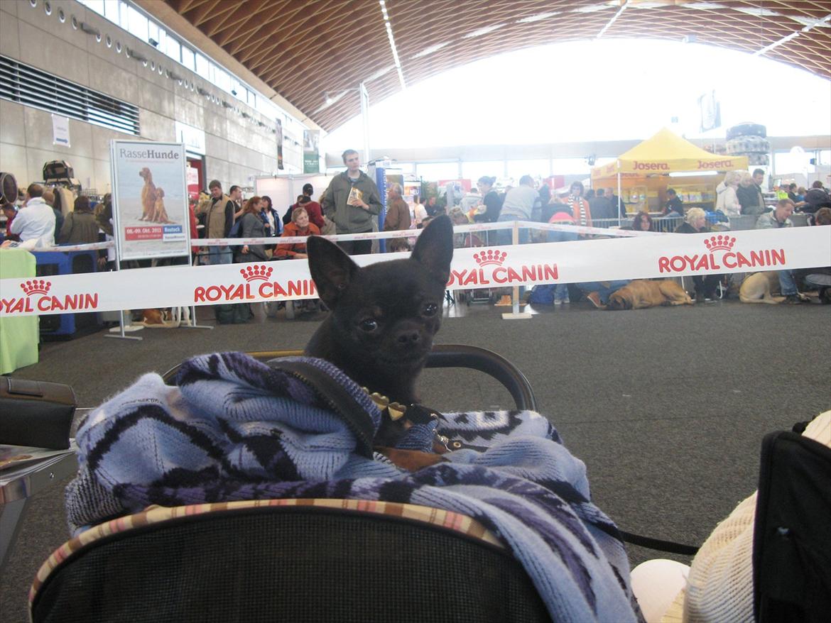 Chihuahua Frontrunner's Halloween..(Hanibal - Jeg hvad på min føreste udstillin i Tysklan. billede 1