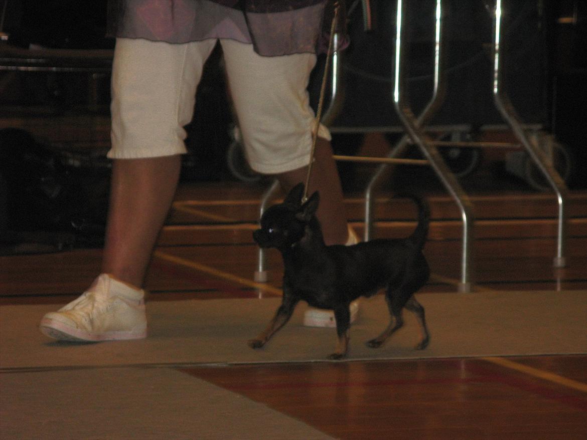 Chihuahua Frontrunner's Halloween..(Hanibal - Der skal jeg gå pænt.. billede 2