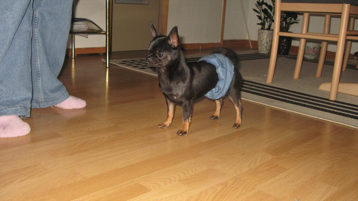 Chihuahua Frontrunner's Halloween..(Hanibal - Ja min madmor siger jeg skal havede bled på.. billede 3