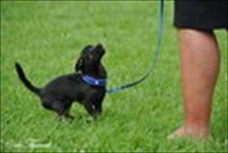 Chihuahua Frontrunner's Halloween..(Hanibal - Der har jeg lige fået Hannibal. billede 4