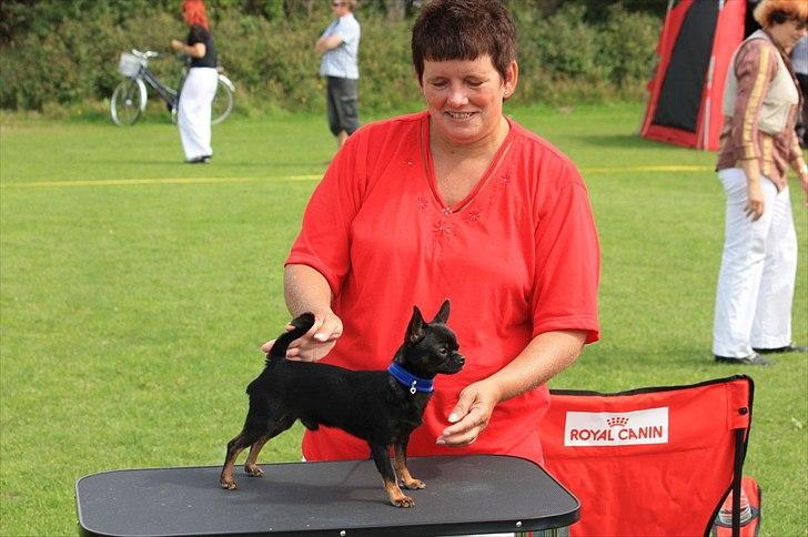 Chihuahua Frontrunner's Halloween..(Hanibal - Der har jeg været hos min madmor i ca 1 mdr har lært mig at stå på bord næsten.  billede 5
